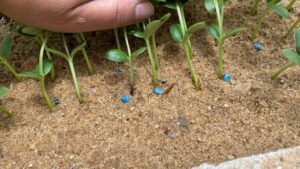 Contaminação Varietal - Sementes salvas
